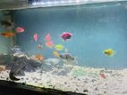 Gourami Fish