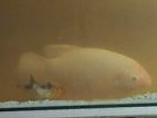 Gurami Fish