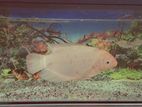 Gurami Fish