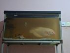 Gurami Fish