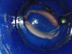 Gurami Fish