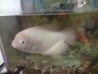 Gurami Fish