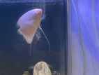 Gourami Fish