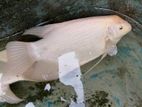 Giant Gourami