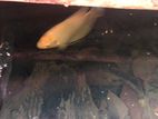 Gurami Fish