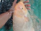 Giant Gurami