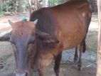 Male Cows