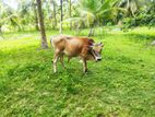 ගවයෙක්