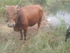 ගවයන්