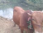 ගවයන්