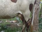 ගවයන්