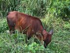Farm Cow