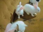 Rabbits