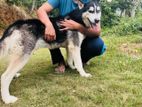 Husky Dog for Crossing