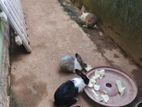 හාවන්