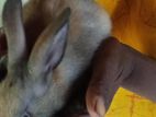 හා පැටවුන්