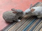 Rabbits