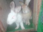 Rabbits
