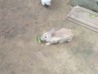 Rabbits