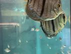 Hackle Discus Breeding Pair