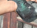 Pigeon