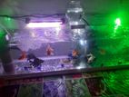 Aquarium Fishes with Fish Tank