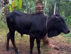 Male Cow