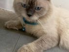 Himalayan Cat