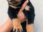 හැමර්, rottweiler Direct important serbia