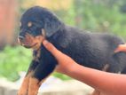 හැමර්, rottweiler Direct important serbia
