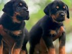 හැමර්, rottweiler Direct important serbia