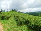 හැටන් කදු පන්තිය පෙනෙන මානයේ අගනා බිම් කොටස් කිහිපයක්