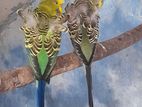 Hagoromo Birds