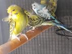Hagoromo Birds