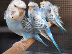 Hagoromo Birds