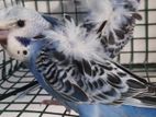 Hagoromo Birds