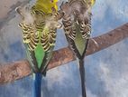 Hagoromo Birds