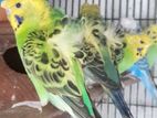 Hagoromo Birds