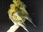 Hagoromo Birds