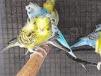 Hagoromo Birds