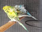 Hagoromo birds