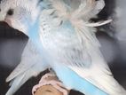 Hagoromo Birds