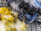 Hagoromo Birds
