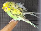 Hagoromo Birds