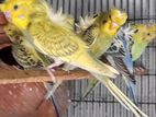Hagoromo Birds