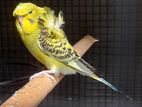 Hagoromo Birds