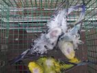 Hagoromo Birds
