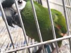 Hahn's Macaw
