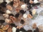 ஹைபிரிட் கோழி குஞ்சு