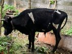Farm Cow